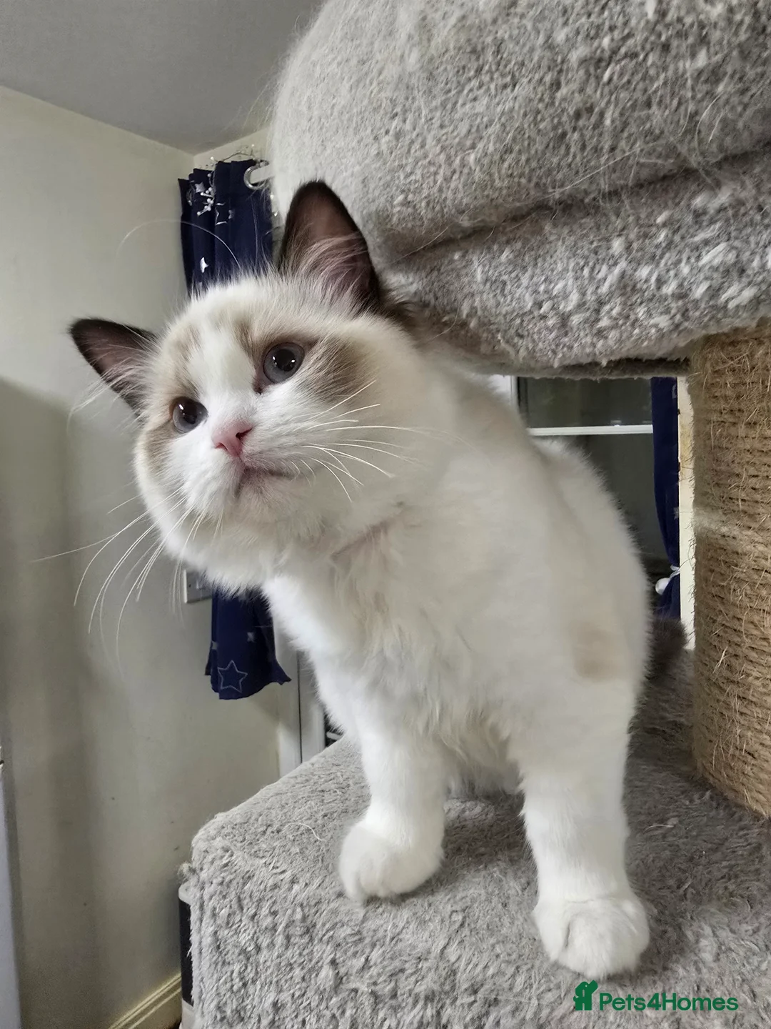 Ragdoll cats for sale: Last Gccf registered girl available  - Advert 2