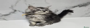 Maine Coon Kitten 1