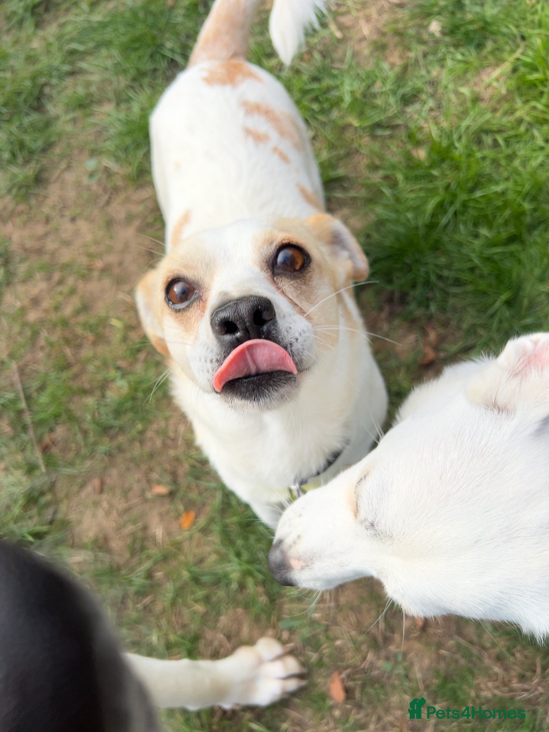 Mixed Breed dogs for adoption: Lovely Lola is Ready for Her Forever Home! 💖 - Image 13