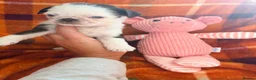 Pug dogs for sale: Panda 🐼 pug puppies carrying pink - Advert 11