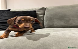 Miniature Dachshund dogs for sale: Chocolate & Tan Miniature Dachshund Puppies - Advert 15