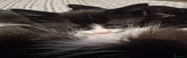 Kitten 1
