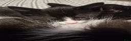Mixed Breed cats for sale: 3 tuxedo kittens and 1 black kitten - Advert 4