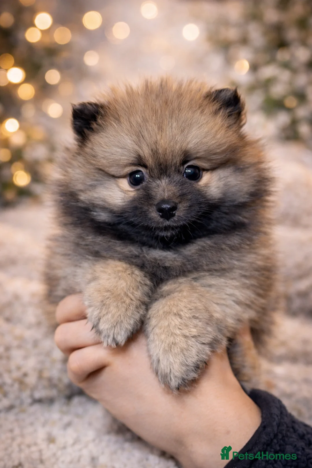 Pomeranian dogs for sale: Two Poms looking for forever home - Advert 31