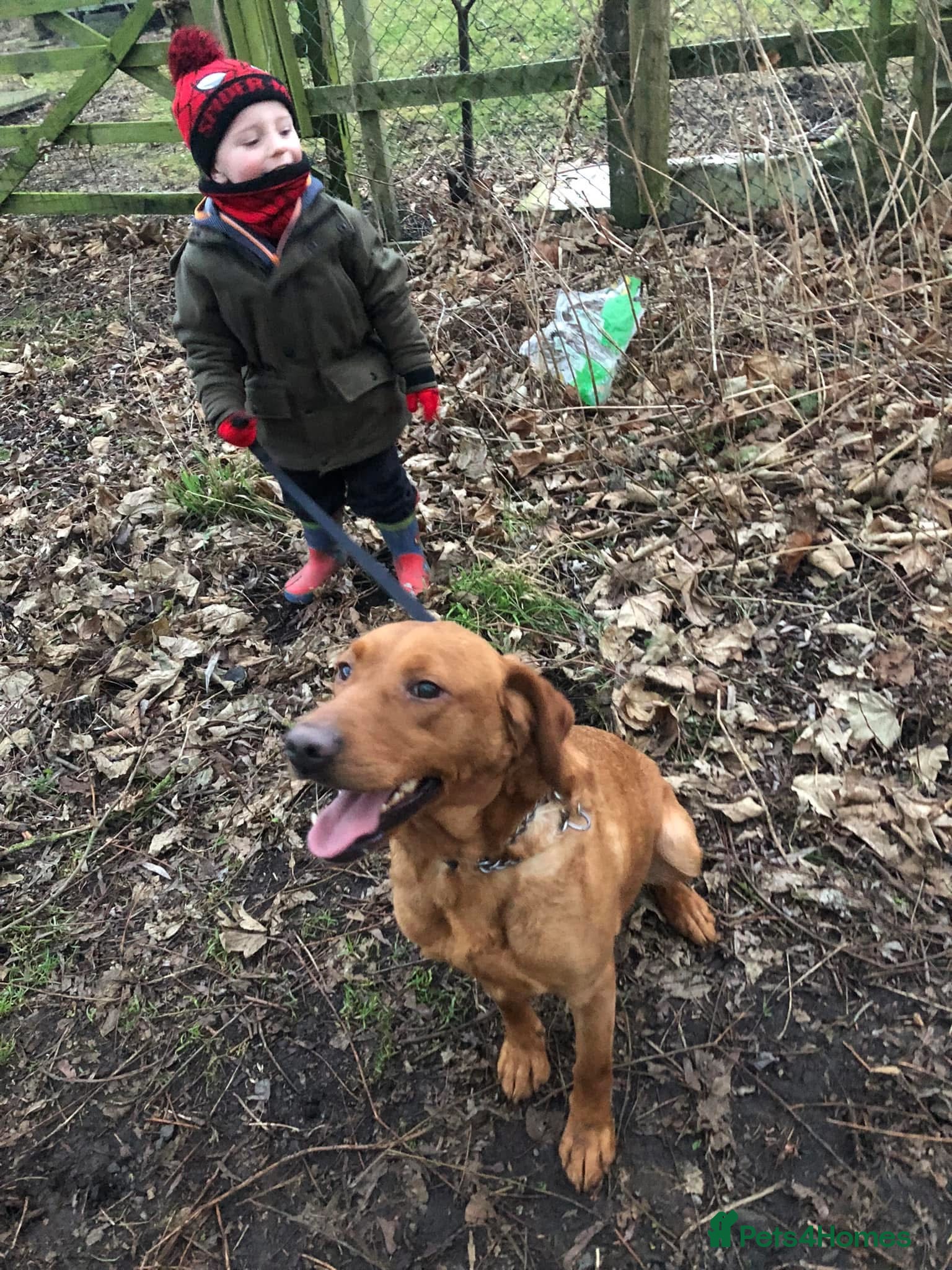 Labrador Retriever dogs Labrador  - Advert 9