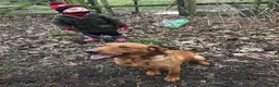 Labrador Retriever dogs for sale: Labrador  - Advert 1