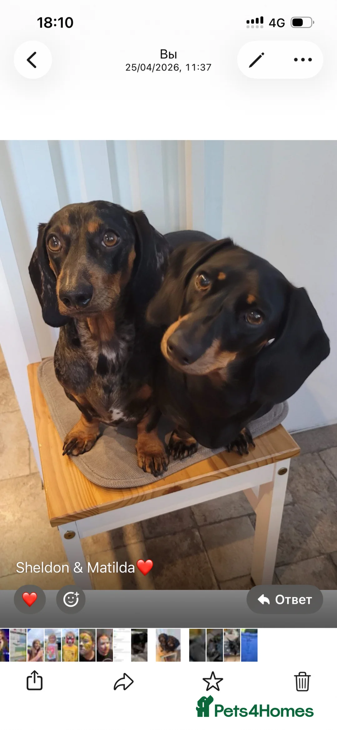 Dachshund dogs for sale: Dapple Dachshund in Hyde - Advert 17