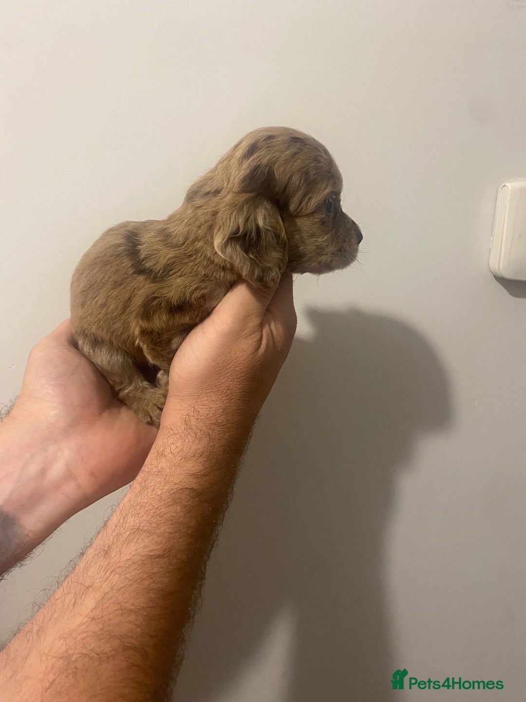 Cocker Spaniel dogs for sale: Working Cocker Spaniels - Image 4
