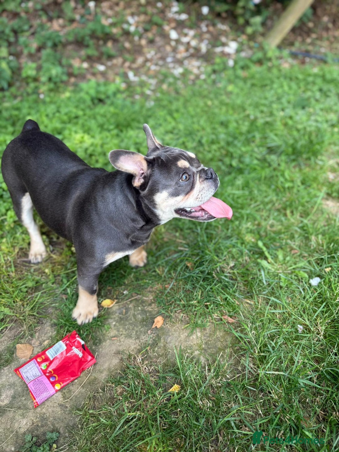 English Bulldog dogs for sale: Bulldog lilac female - Image 1