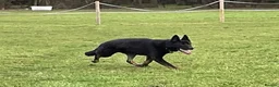 German Shepherd dogs for sale: Quality young male German Shepherd - Advert 3