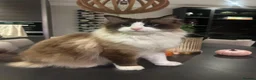 Ragdoll cats for sale: 2 male adult ragdolls - rehoming  in London - Advert 5
