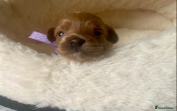 Maltipoo dogs for sale: 🌸Adorable Asian Maltipoo Puppy  - Image 12