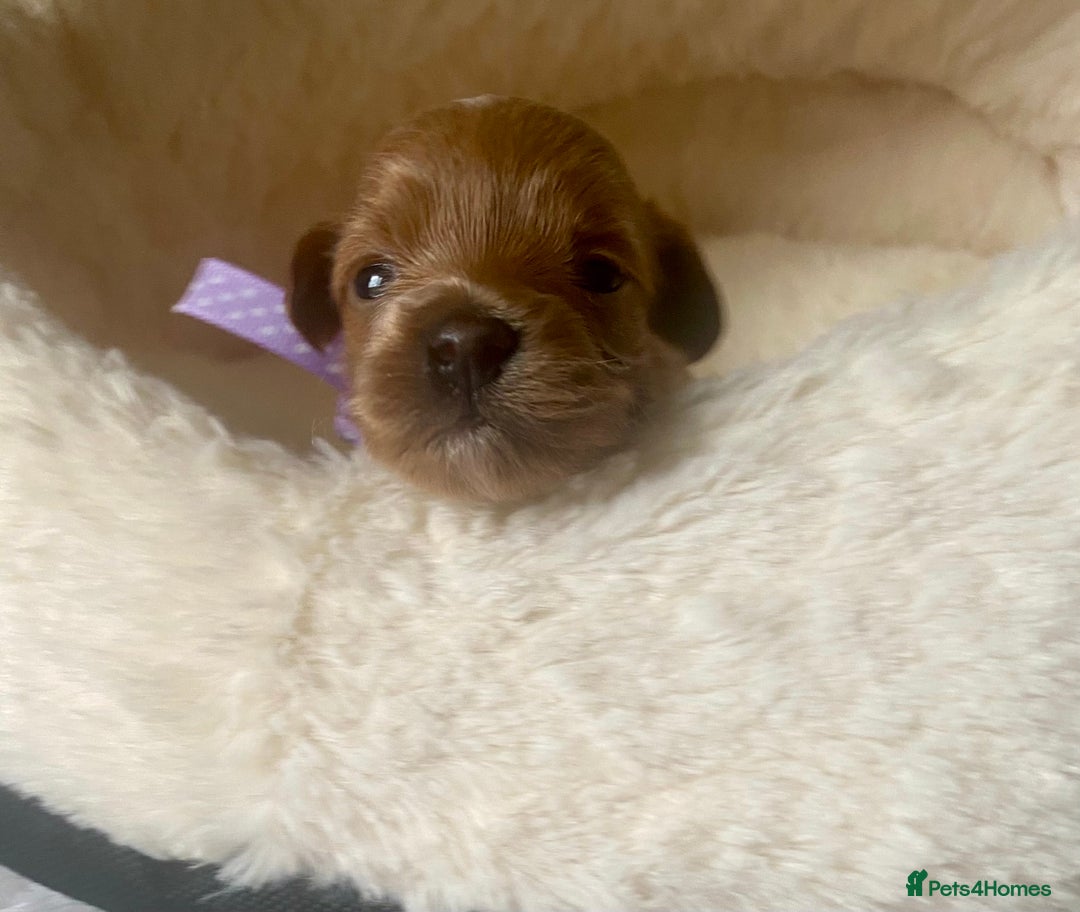 Maltipoo dogs for sale: 🌸Adorable Asian Maltipoo Puppy  - Image 12