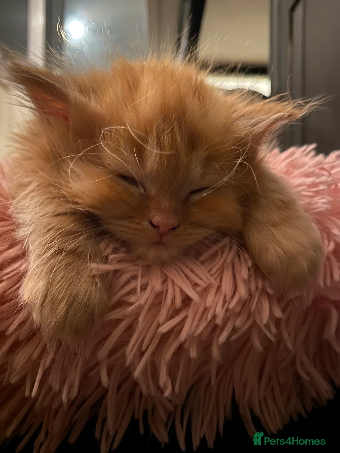 Scottish Fold cats for sale: ALL RESERVED NOW Scottish Straight Ginger Kittens - Advert 23