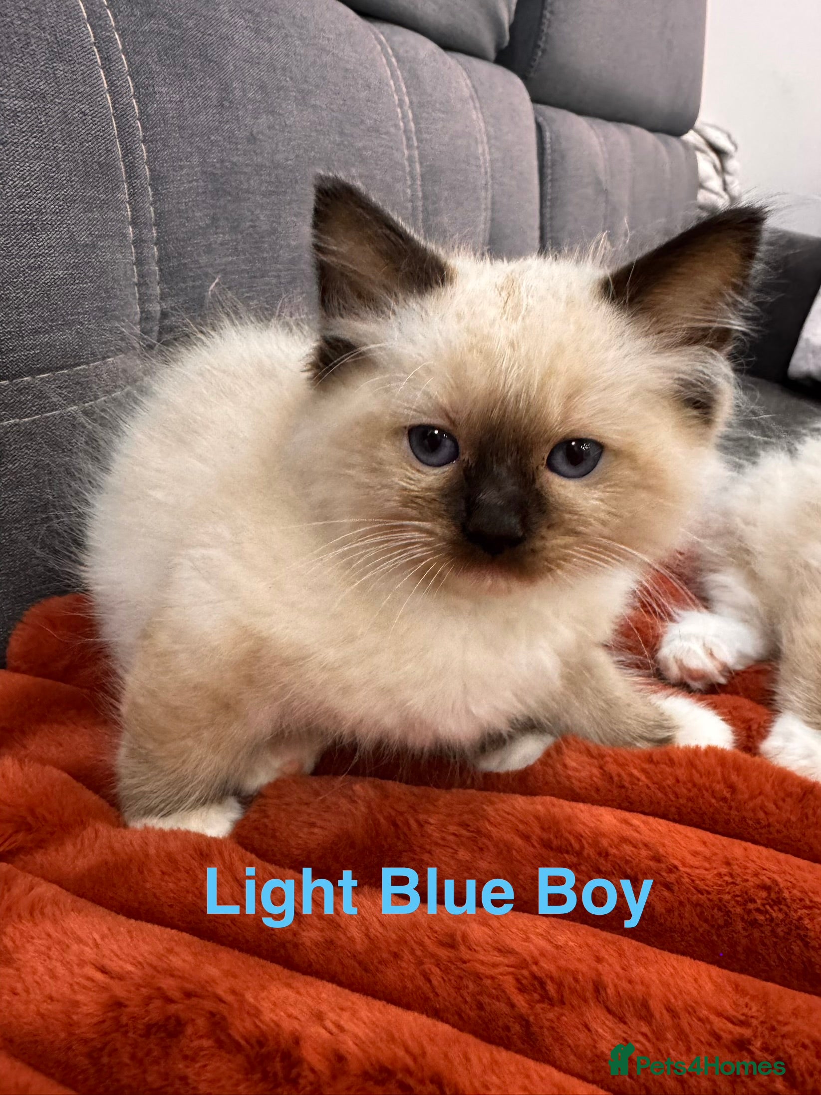 Ragdoll cats  Purebred Ragdoll  (TICA REG PARENTS) - Advert 12