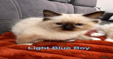 Ragdoll cats 2 Boys left Purebred Ragdoll  (TICA REG PARENTS) - Advert 4