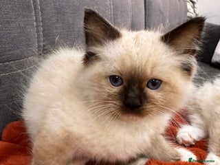 Ragdoll cats Purebred Ragdoll Kittens (TICA REG PARENTS) - Advert 17