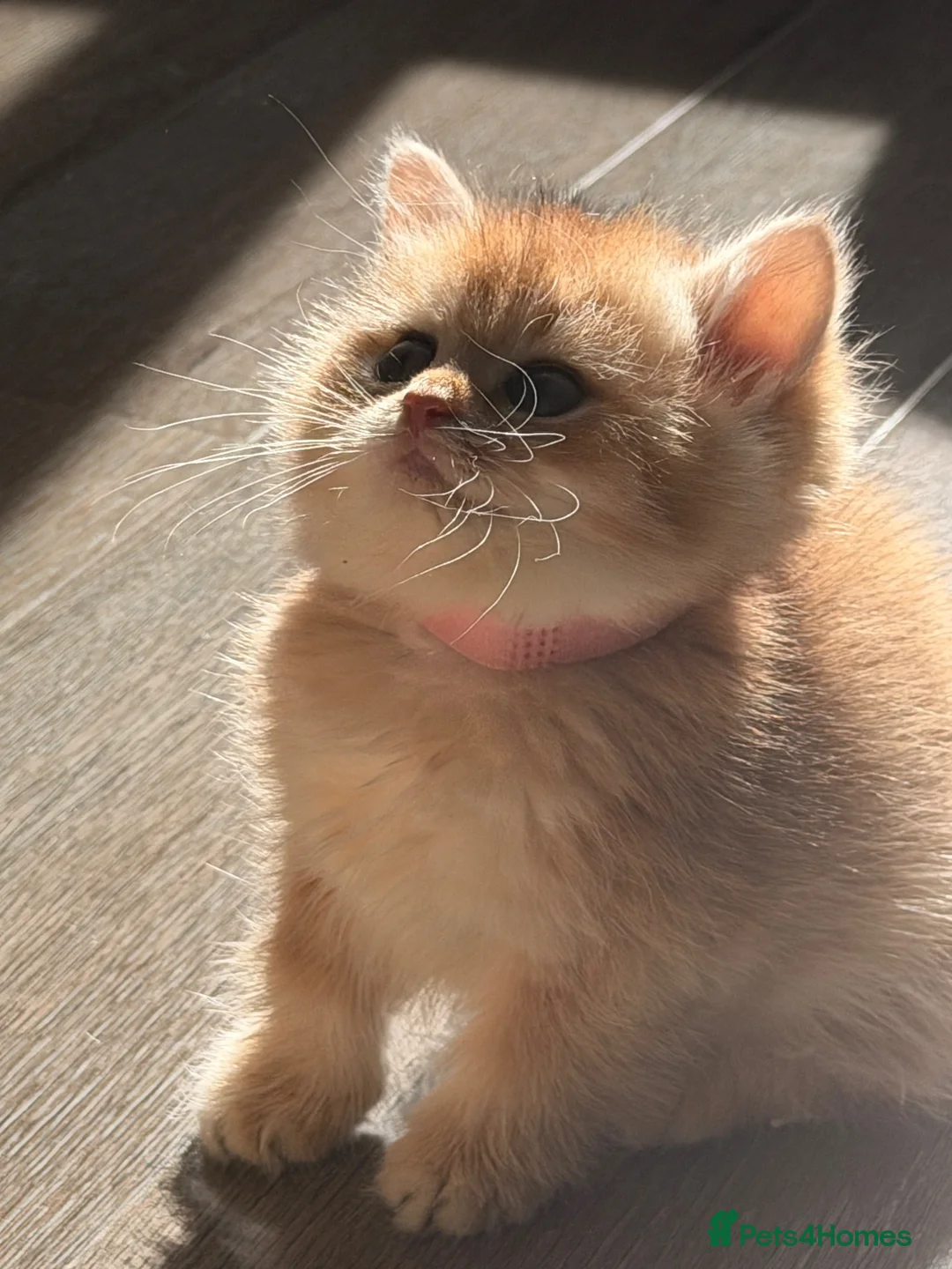 British Shorthair cats for sale: BSH Golden kittens,exc quality, registered  - Advert 2
