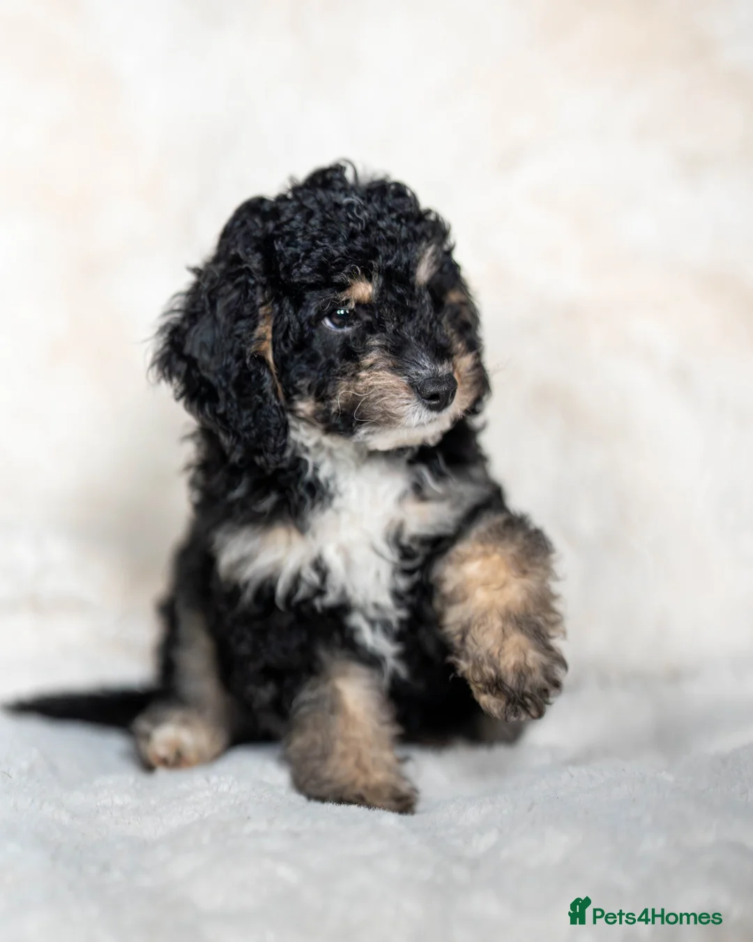 Cockapoo dogs for sale: 6 Stunning Cockapoo Puppies - Advert 14