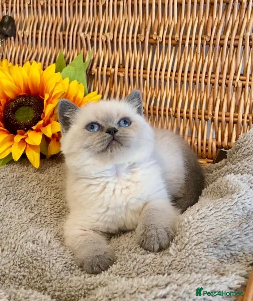 British Shorthair cats RARE SEAL LYNX PURE BRED BSH TEDDY BEARS - Advert 8