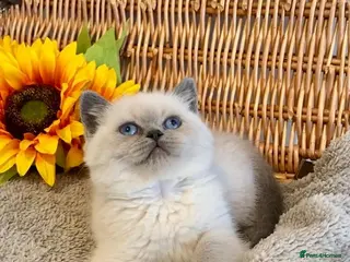 British Shorthair cats RARE SEAL LYNX PURE BRED BSH TEDDY BEARS - Advert 8