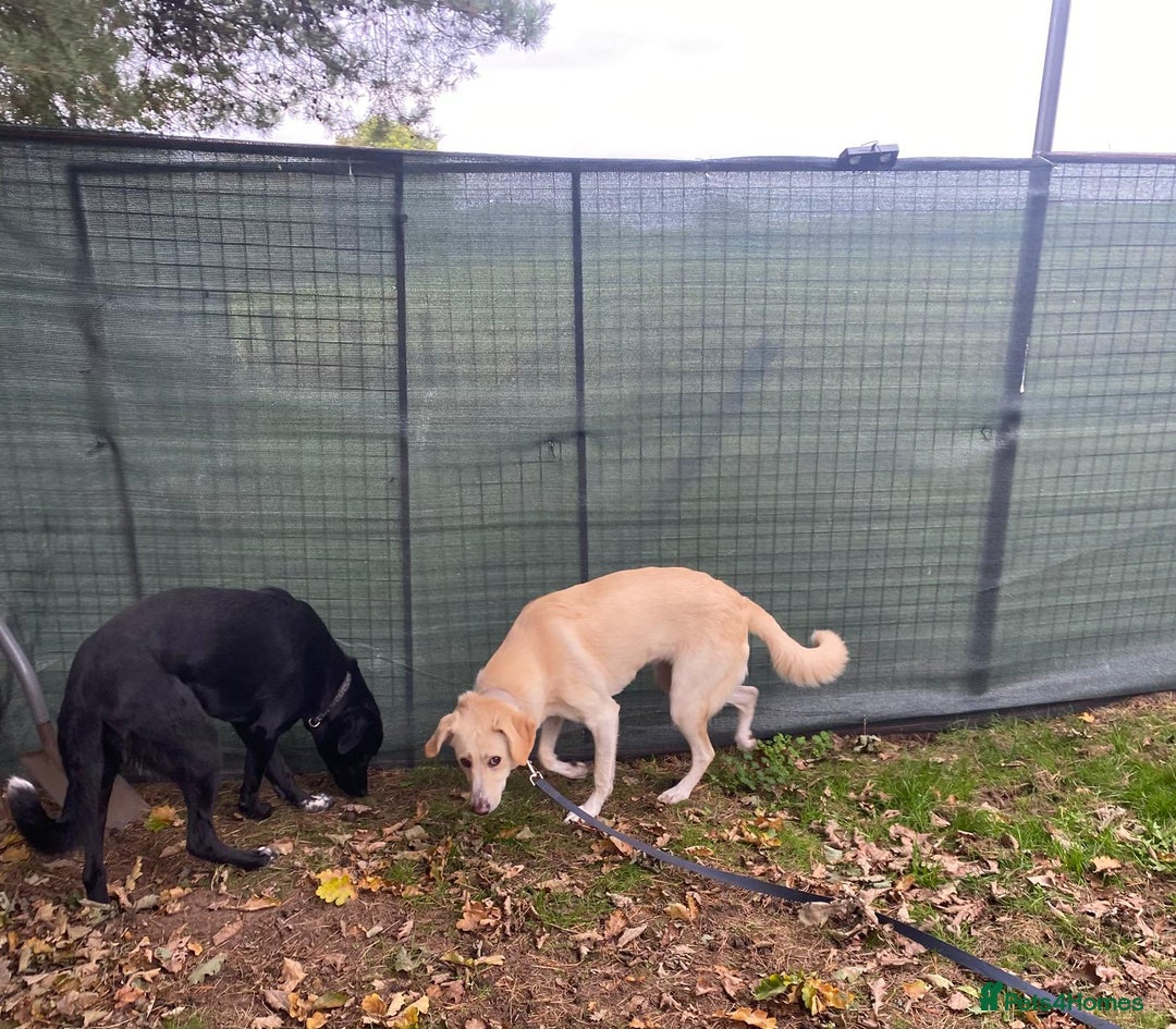 Mixed Breed dogs for adoption: Meet BLUE !  A Labrador-mix Boy for a Loving Home - Advert 32