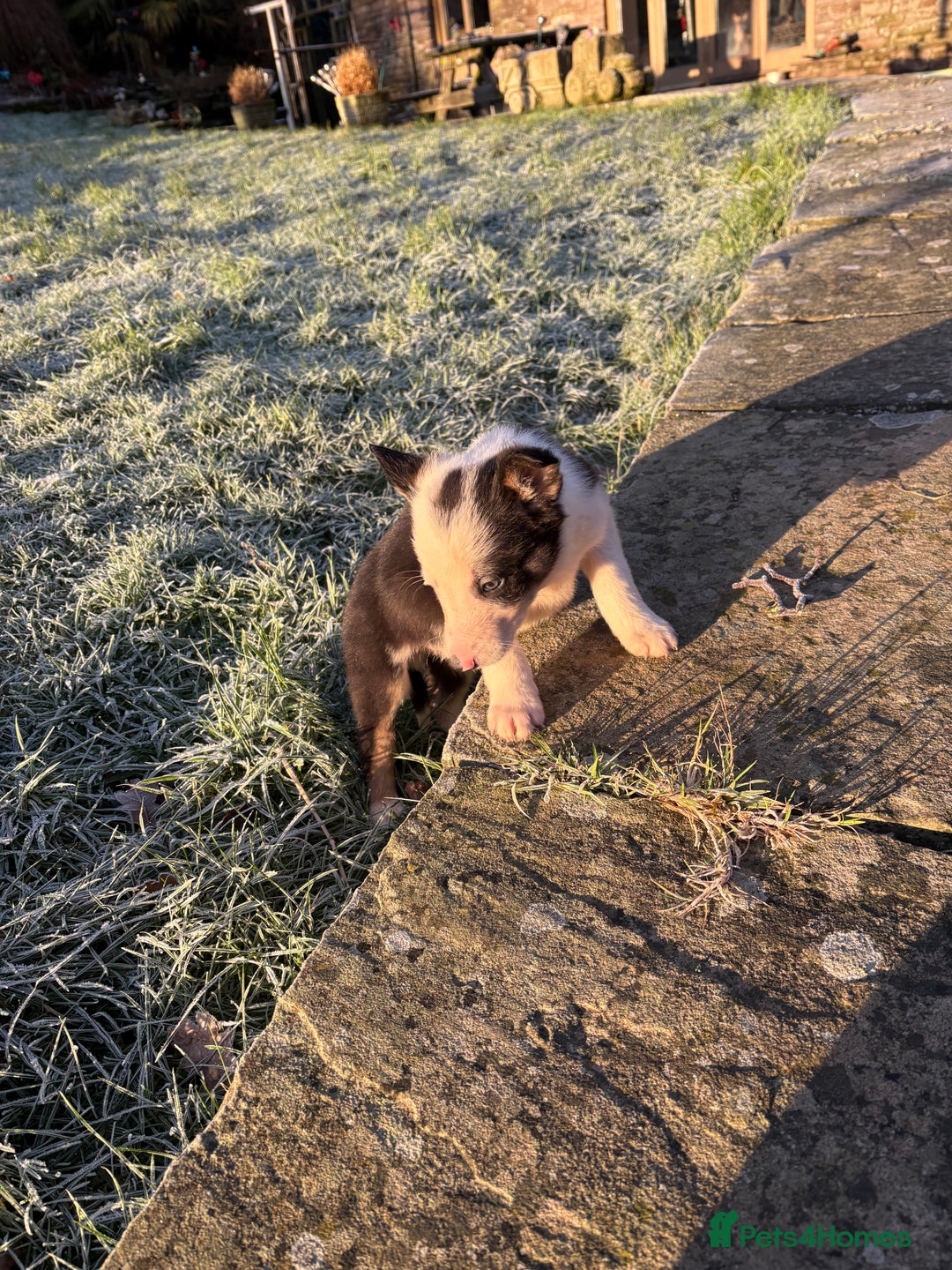 Border Collie dogs for sale: 4 Lovely bold collie dog pups - Advert 3