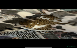 Whippet dogs for sale: KC registered Whippet Pups for Sale - Image 9