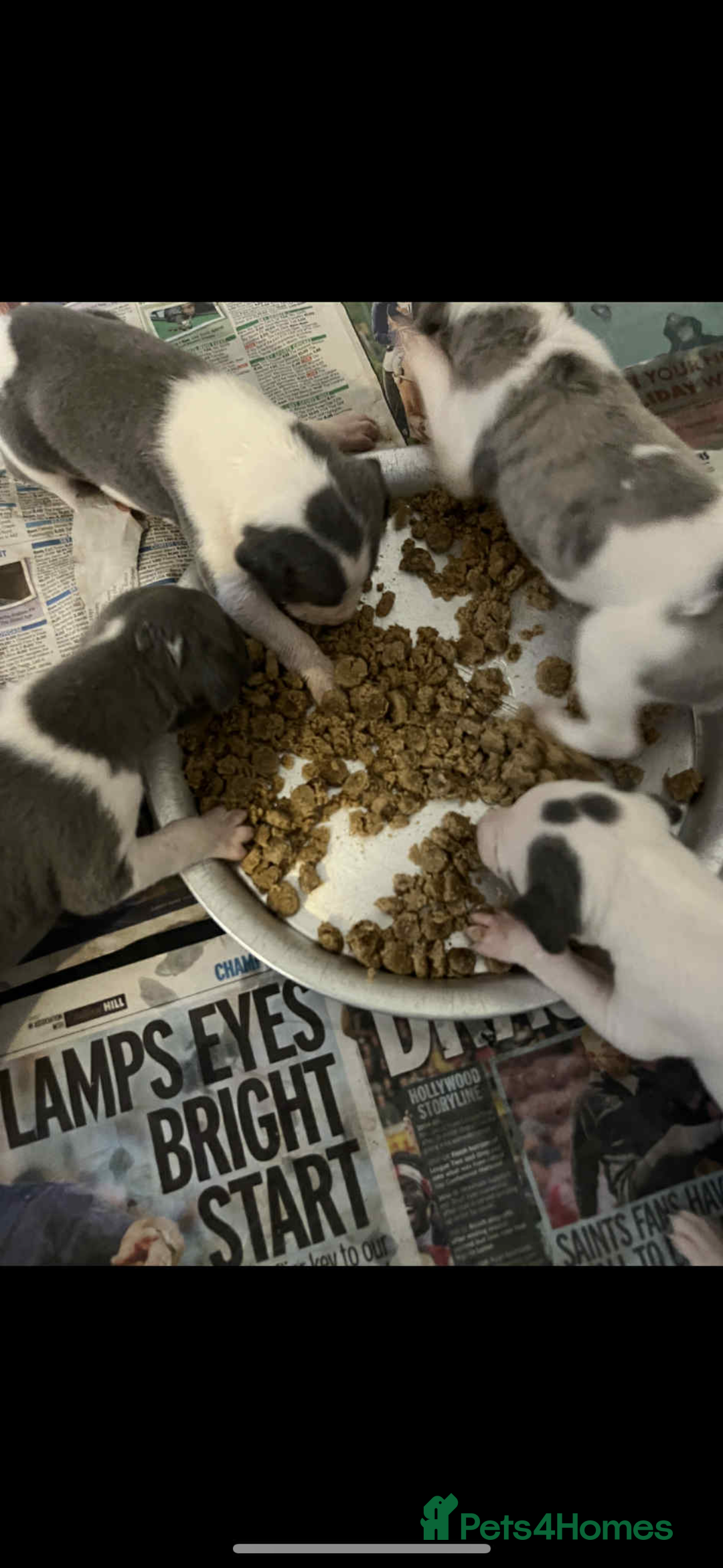 Whippet dogs for sale: KC registered Whippet Pups for Sale - Image 9