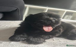 Shih Tzu dogs for sale: Bear 🐻  - Image 6
