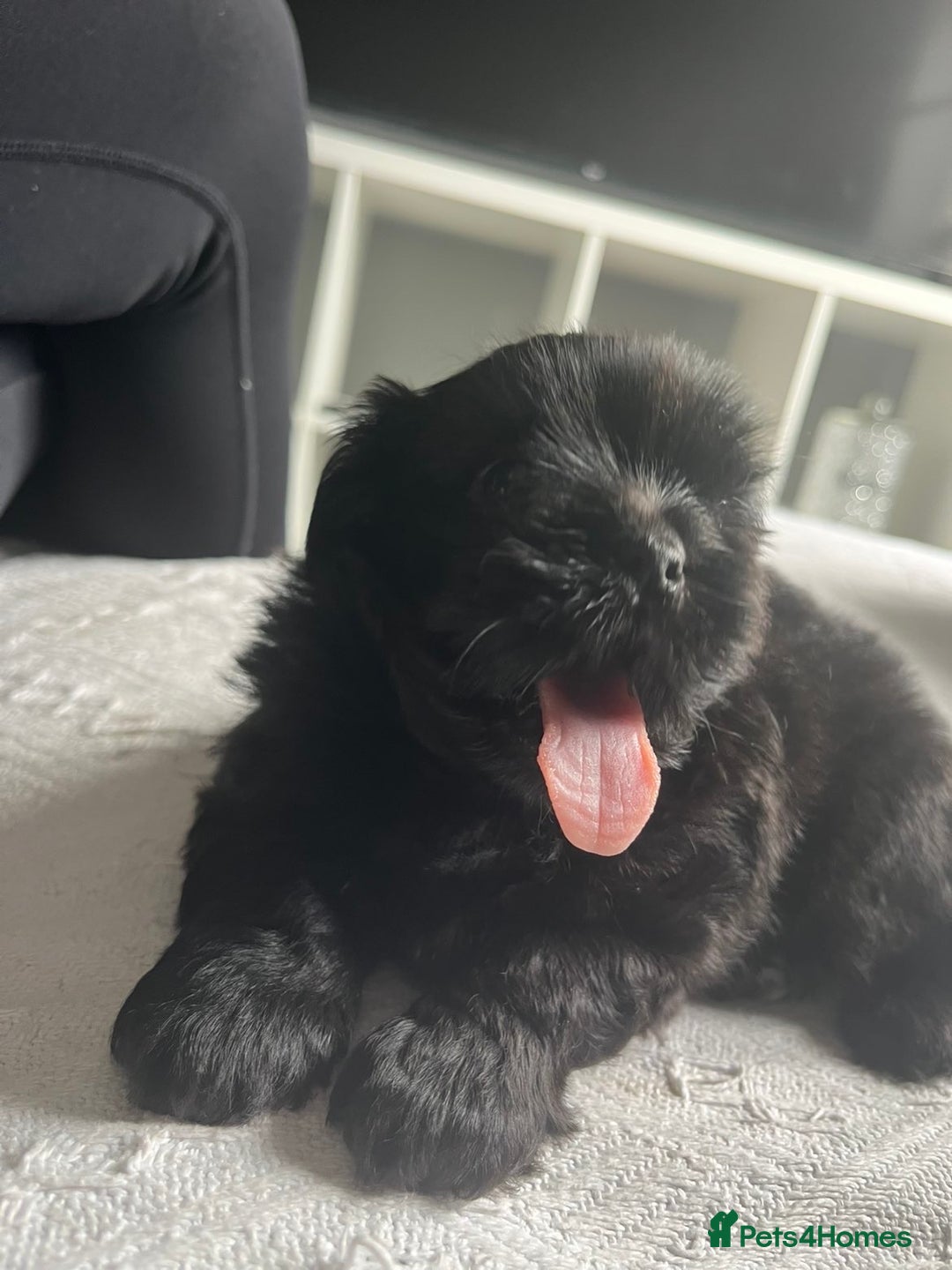 Shih Tzu dogs for sale: Bear 🐻  - Image 6