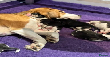 Beagle dogs - Advert 4