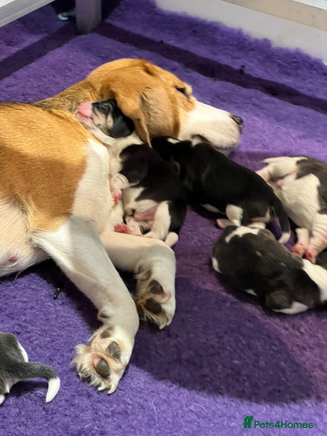 Beagle dogs for sale: Beautiful tri colour beagle puppies  - Image 2
