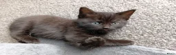 Mixed Breed cats for sale: Adorable Kittens Looking for Their Forever Homes  in Castleford - Advert 9