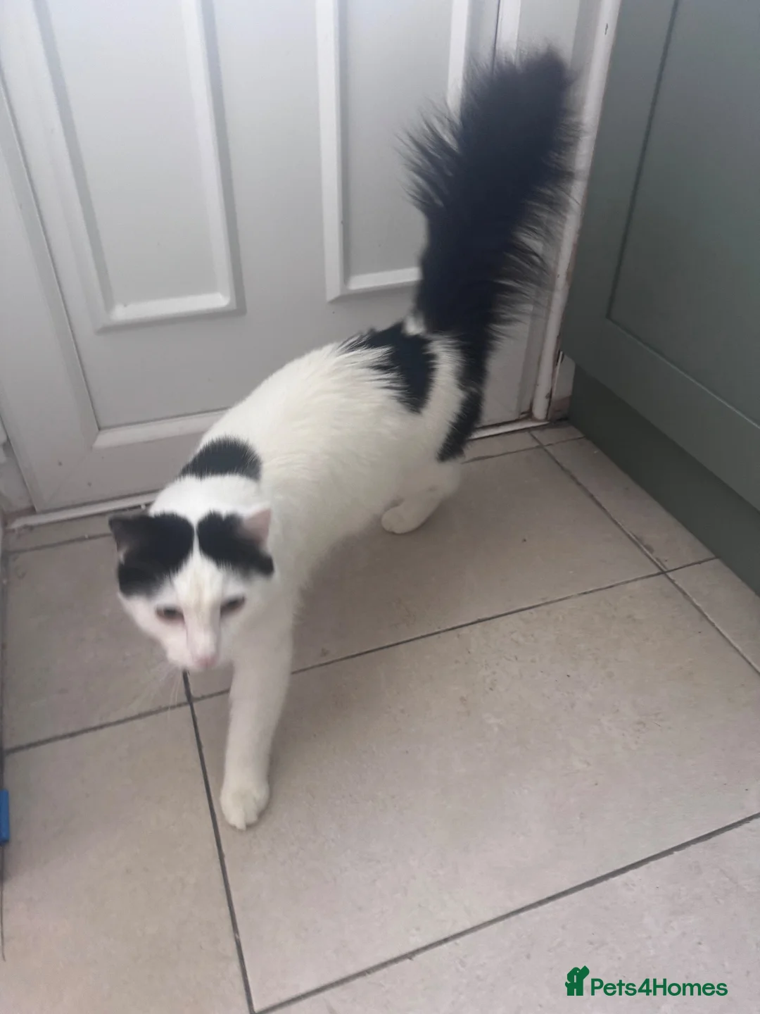 Mixed Breed cats for sale: Oscar  in Daventry - Advert 2