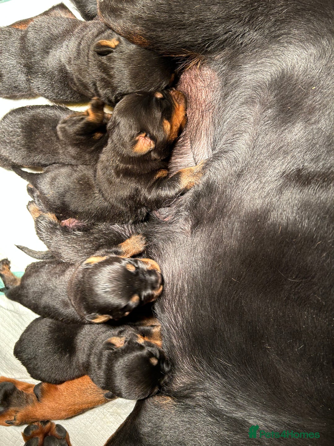 Rottweiler dogs for sale: Champion  bloodline Rottwiler Puppies  - Advert 3