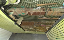 Budgerigars birds for sale: Budgies for sale - Advert 1