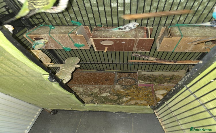 Budgerigars birds Budgies for sale - Advert 8