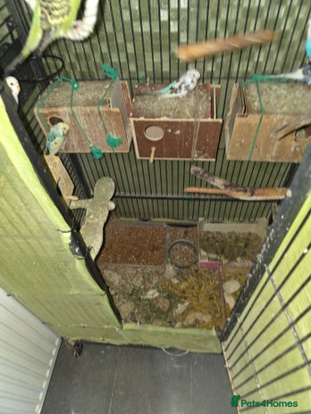 Budgerigars birds Budgies for sale - Advert 3