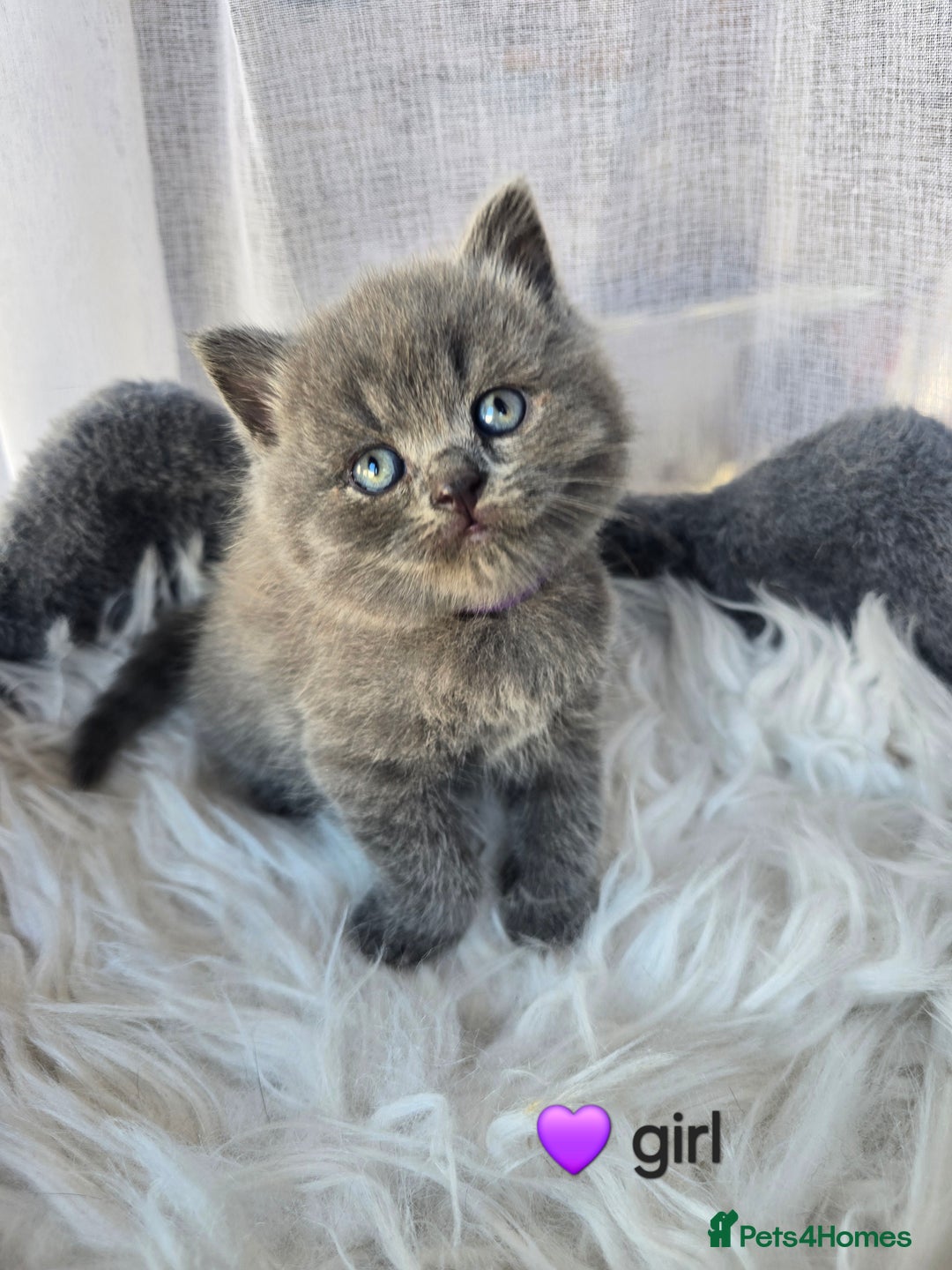 British Shorthair cats for sale: A charming kitten will be available in December. - Image 21