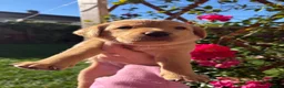 Labrador Retriever dogs for sale: Two amazing pups left from litter of 6 - Advert 10