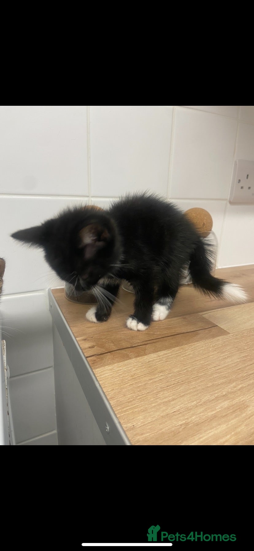 Mixed Breed cats for adoption: Selling beautiful Kitten  - Advert 1