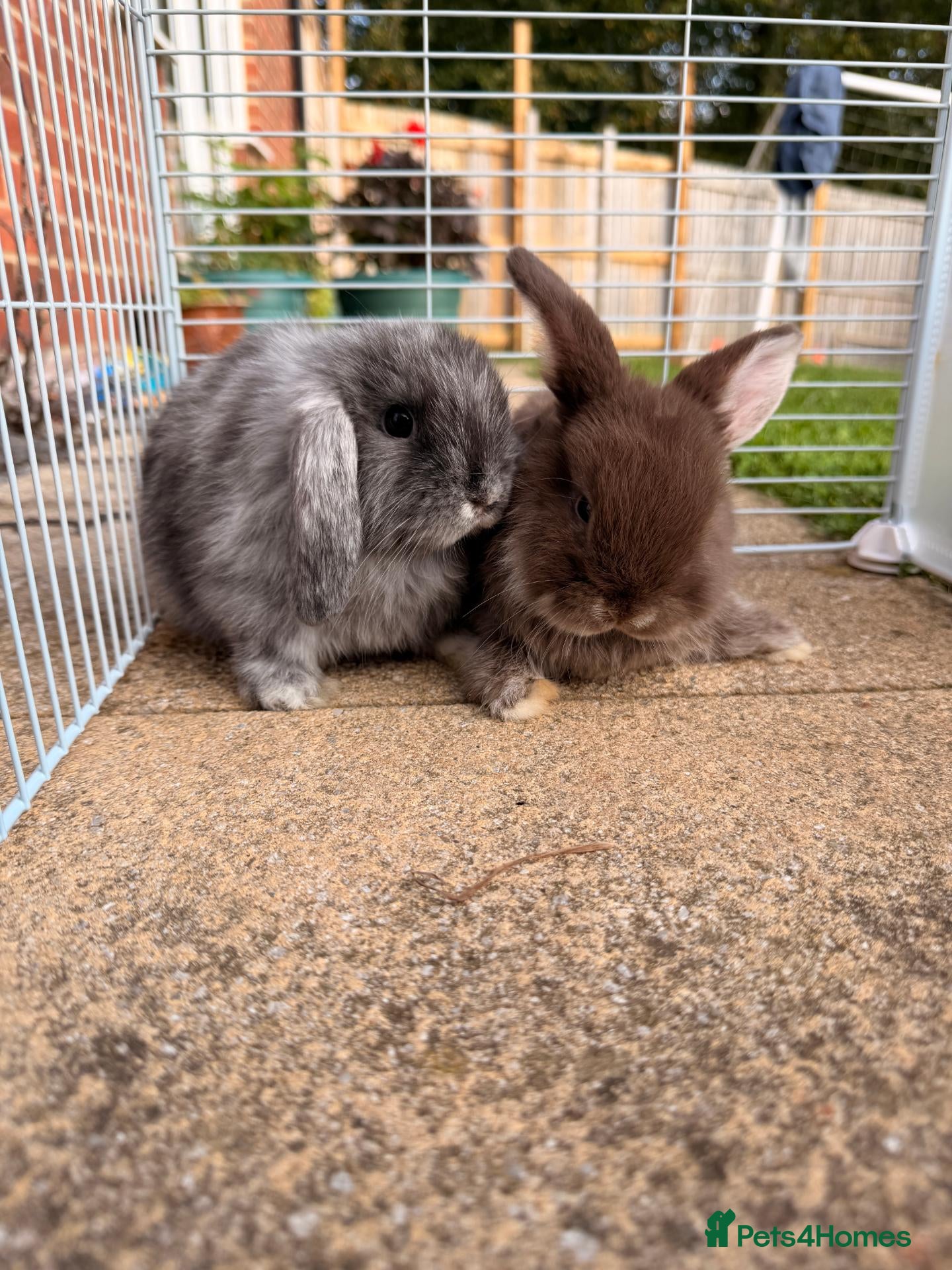 Mini Lop rabbits Beautiful baby male blue otter Mini Lop - Advert 1