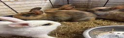 Mixed Breed rabbits for sale: Beautiful baby rabbits  - Advert 3