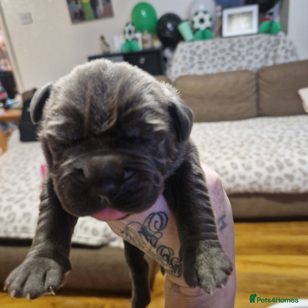 Mixed Breed dogs for sale: BLUE NEAPOLITAN MASTIFF × CANE CORSO - Advert 6