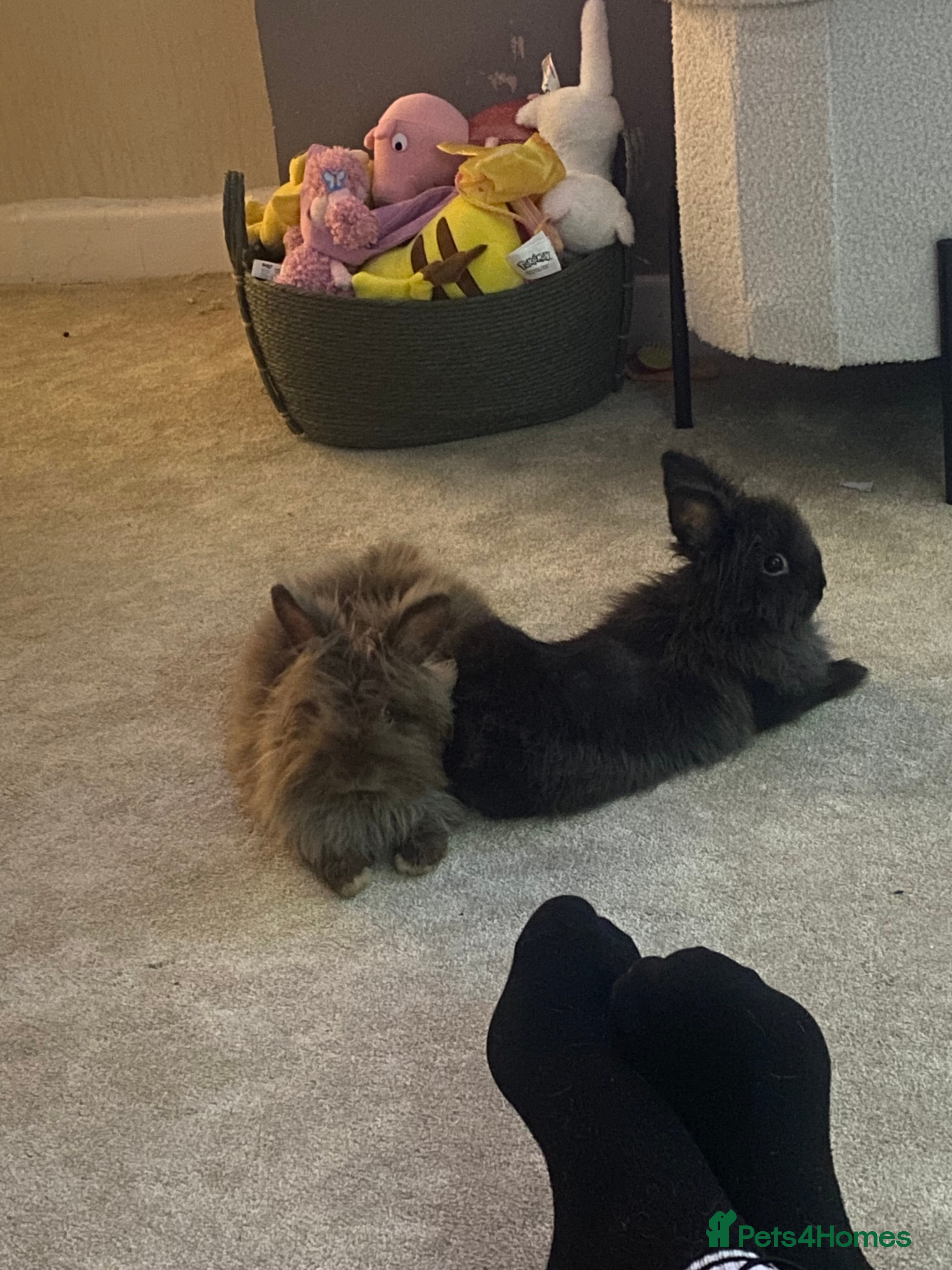 Lionhead rabbits Two double main lionhead  - Advert 4