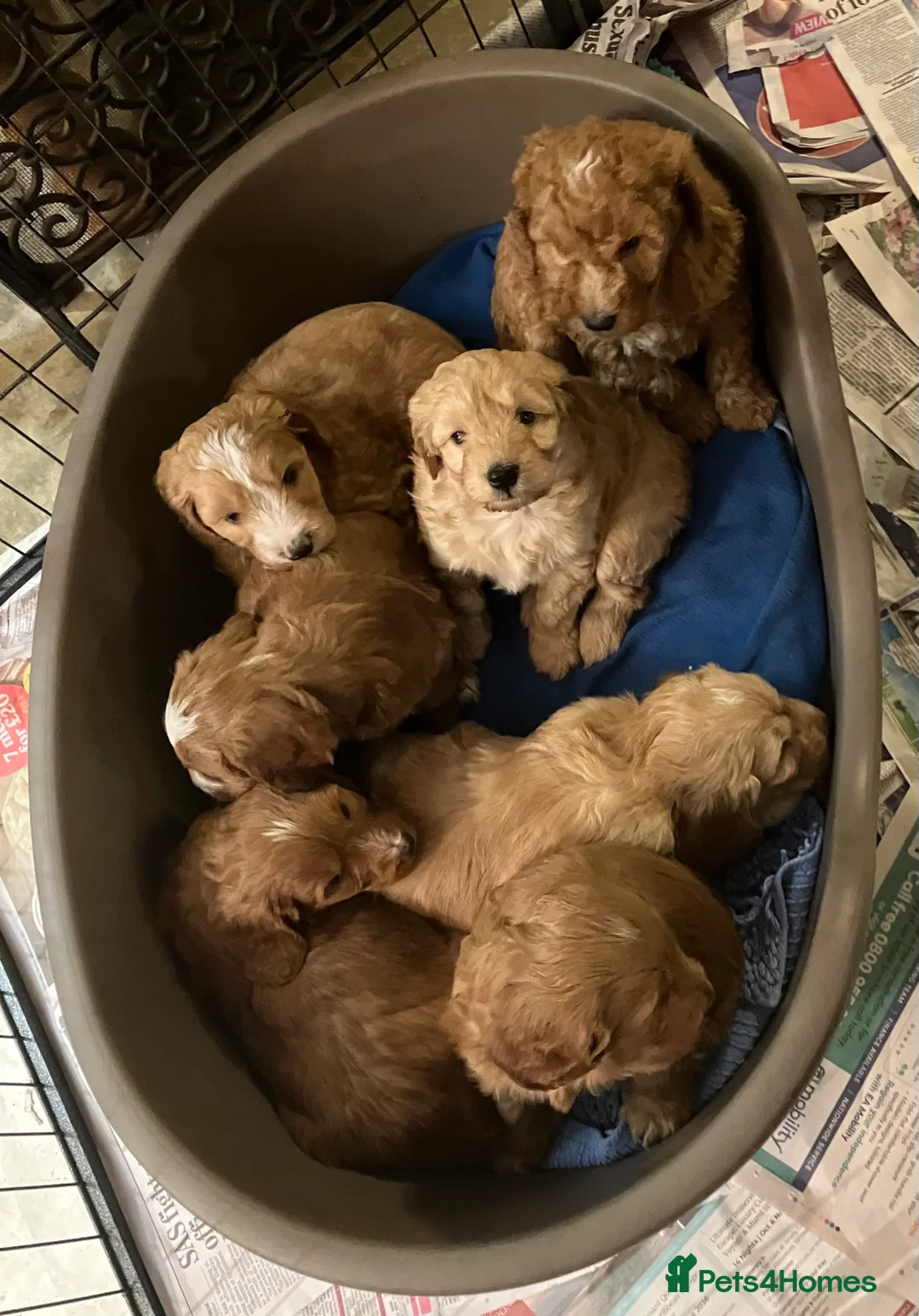 Mixed Breed dogs for sale: AUSTRALIAN LABRADOODLE PUPPIES READY NOW - Advert 9