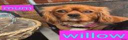 King Charles Spaniel dogs for sale: 6 beautiful king charles cavalier puppies - Advert 15