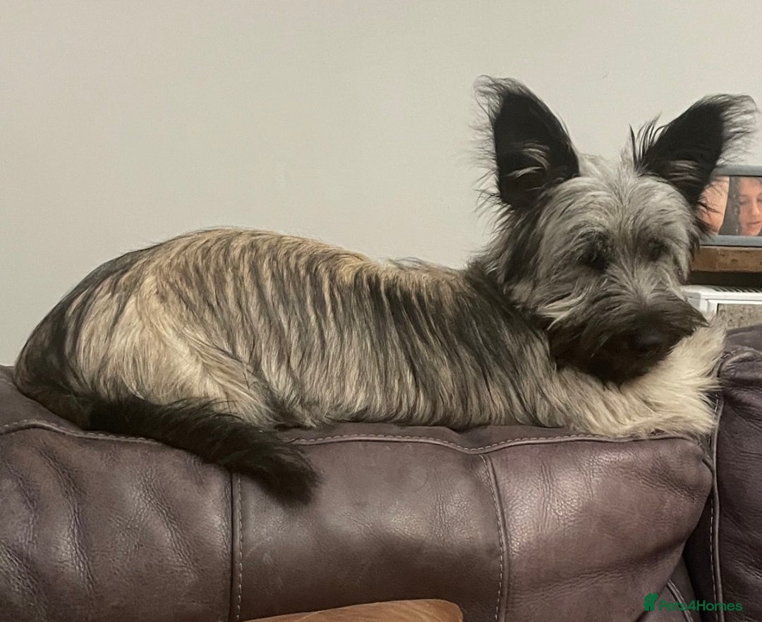 Skye Terrier dogs for sale: Skye Terrier Puppies due-Save this Scottish Breed! - Advert 7