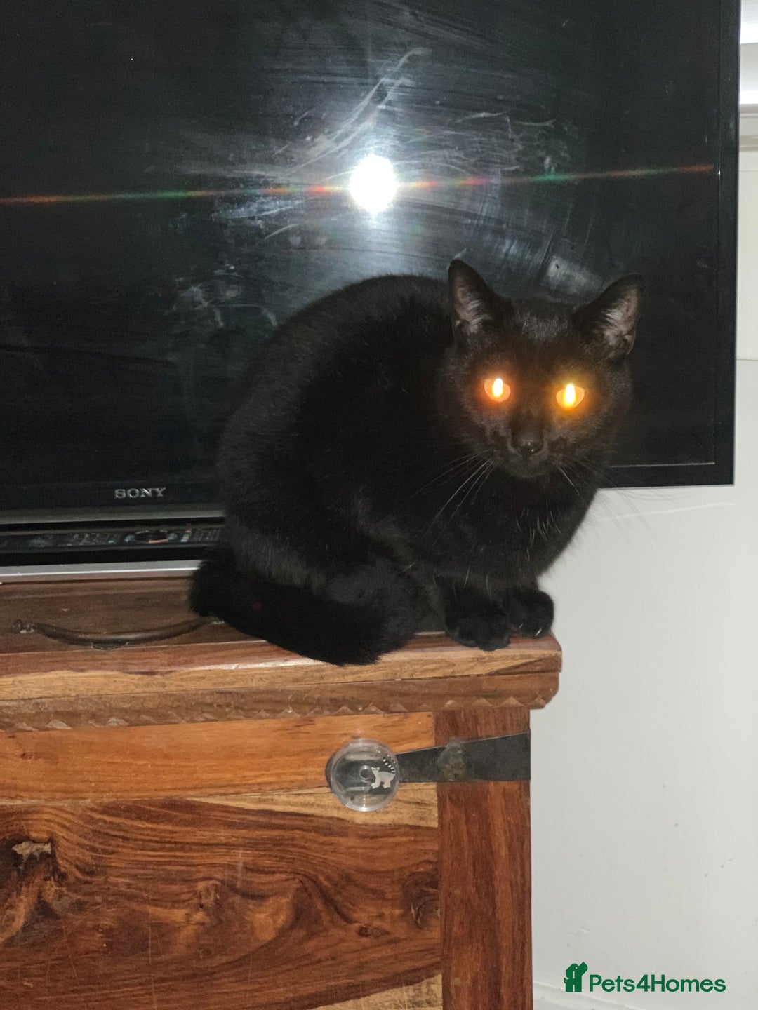 Mixed Breed cats for sale: Felix and Spike  - Advert 3